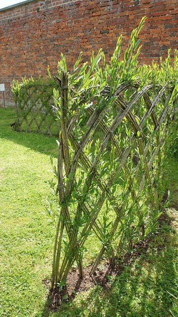A living fence made of flexible trees